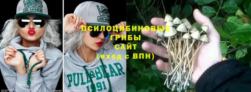 Псилоцибиновые грибы Psilocybine cubensis  Касимов 